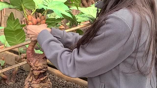 Pulling a screaming mandrake at the Harry Potter Studio Tour