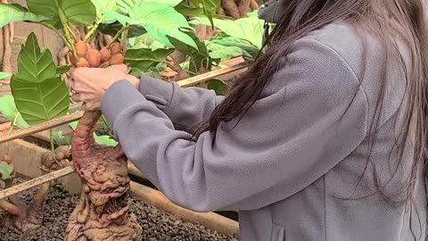 Pulling a screaming mandrake at the Harry Potter Studio Tour