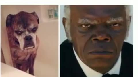 Dogs that look like celebrities