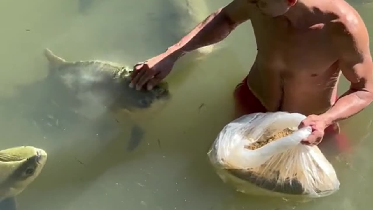 Unbelievable fish and man friendship 😱🐟