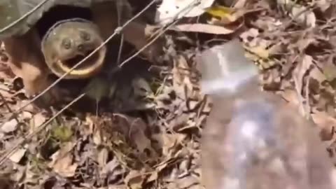 Even turtles enjoy.
