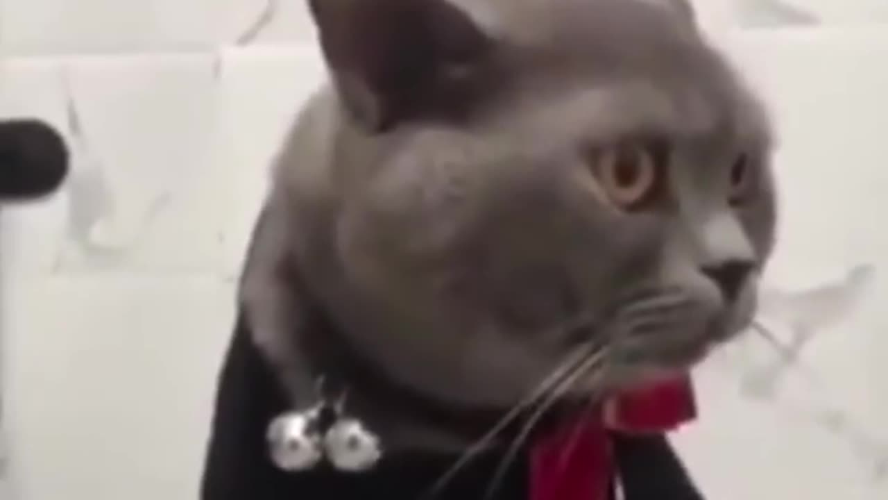 Funny cats and animals videos