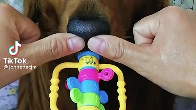 Cute & Funny Dog Playing Musical Instrument | Try not to laugh |