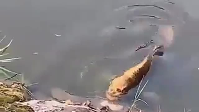 Strange Fish spotted with human like Face