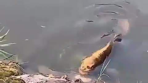 Strange Fish spotted with human like Face