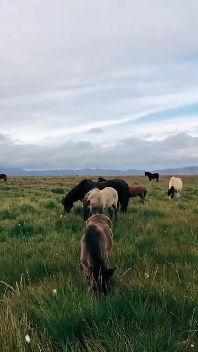 Horses Grazing on a Windy Day