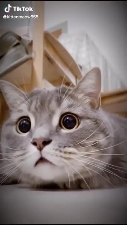 Hilarious Cat Memes - 32 -😹-Kitty, cute and funny