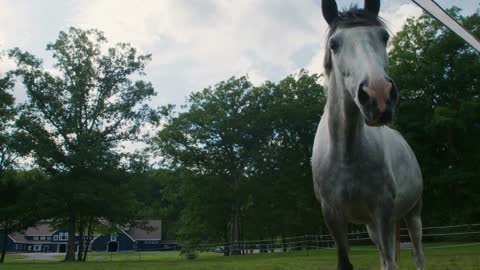 Water drips from tall white horse's mouth as it finishes drinking water