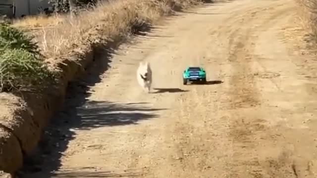 # Cute Dog Race 🐕 🚗 🚘