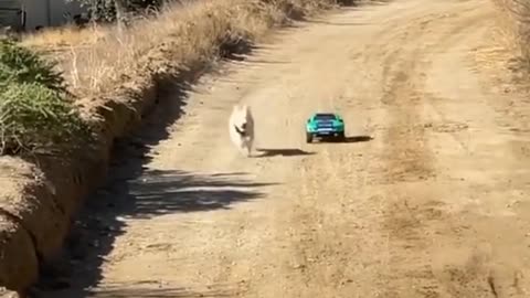 # Cute Dog Race 🐕 🚗 🚘