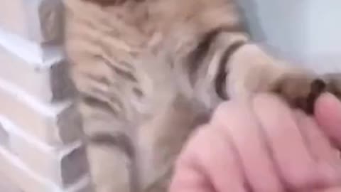 Kongf u Kitty