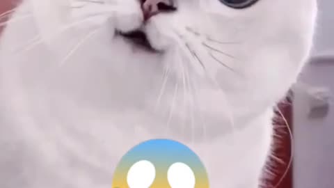 kitty's going on a blind date!But he' s not happy?🤔