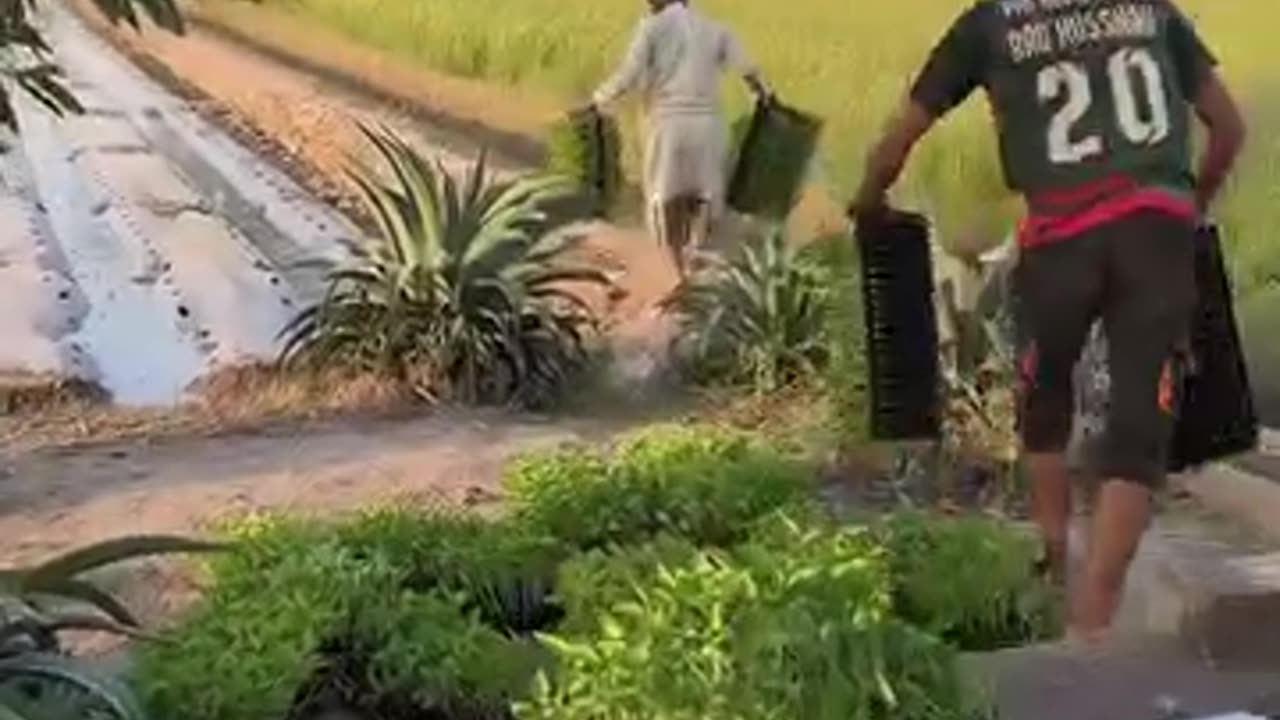 Preparation of Green Chili Shifting