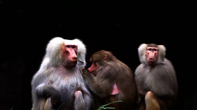 Baboons ape zoo