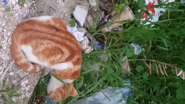 Cats among the weeds looking for food