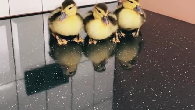 Bathtime#callduck#ducky