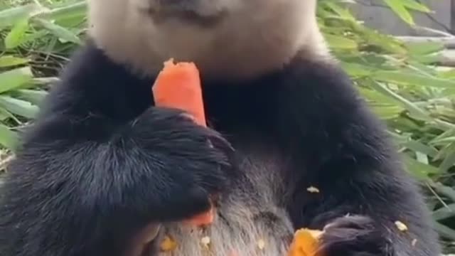 Smart Bear is eating Carrot