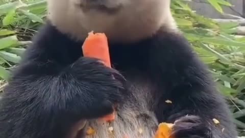 Smart Bear is eating Carrot