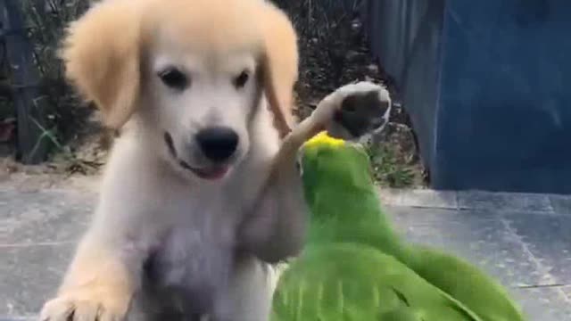 Cutes Golden Puppy and parrot Due To Make Your Day