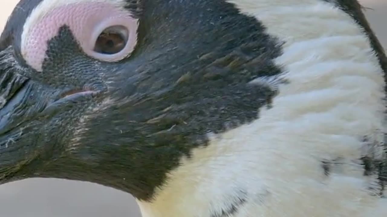 Penguin Animals Videos For Kids