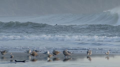 Surfer Paddling Out With Birds