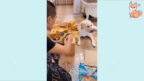 You will laugh at all the DOGS 🤣 Funny DOG Videos 😂🐶