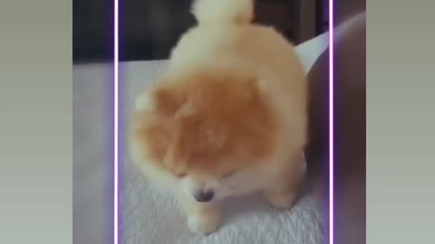 Sleeping Cute Dog's