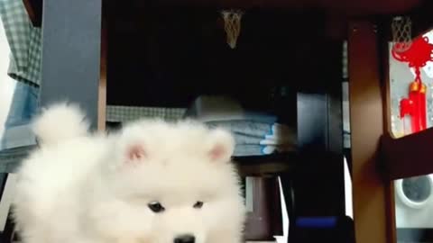 cute samoyed