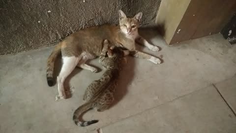 Cat 😺 video 🐱😺😺😺😺😺 eating milk