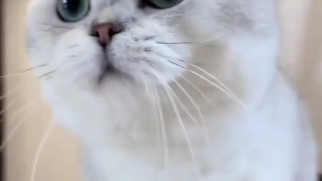 Cute cat