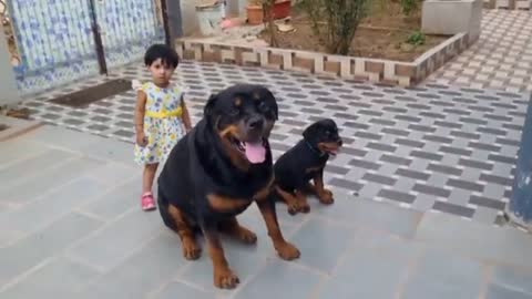 Prepare of dog training, how to prepare your dog training,#dog,#preparedogtraining
