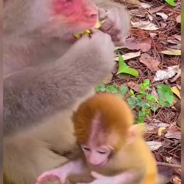 Cute baby monkey and mother monkey eating