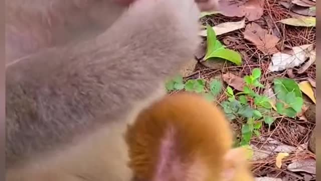 Cute baby monkey and mother monkey eating