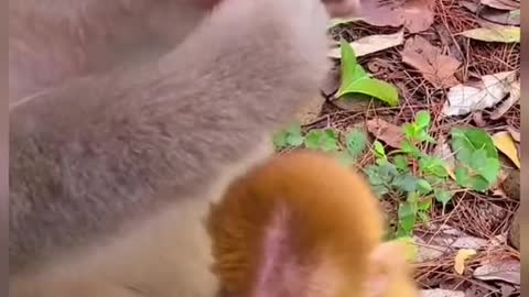 Cute baby monkey and mother monkey eating