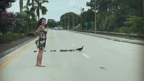 Woman helps duck family cross street in Collier County