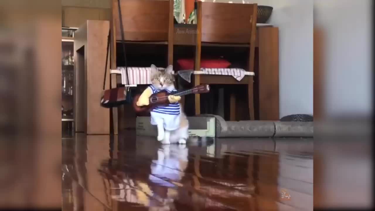 by Cats - Cute and Funny Cat Videos Compilation #22 _ Aww Animals