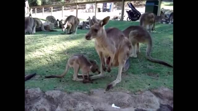 THE CUTEST KANGOROO EVER