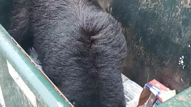 Bandit Bear Busted Going Through Garbage