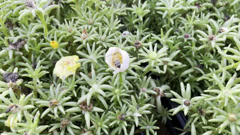 Bees Flying From Flower to Flower