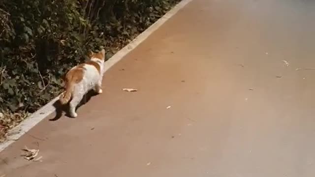 The Korean street cat greets and leaves