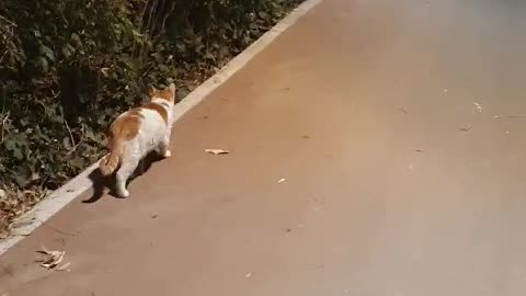 The Korean street cat greets and leaves