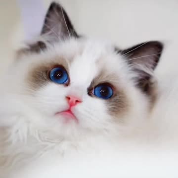 Fanny cat videos | kitty cat video | Cute cat videos | Pet Animal video |