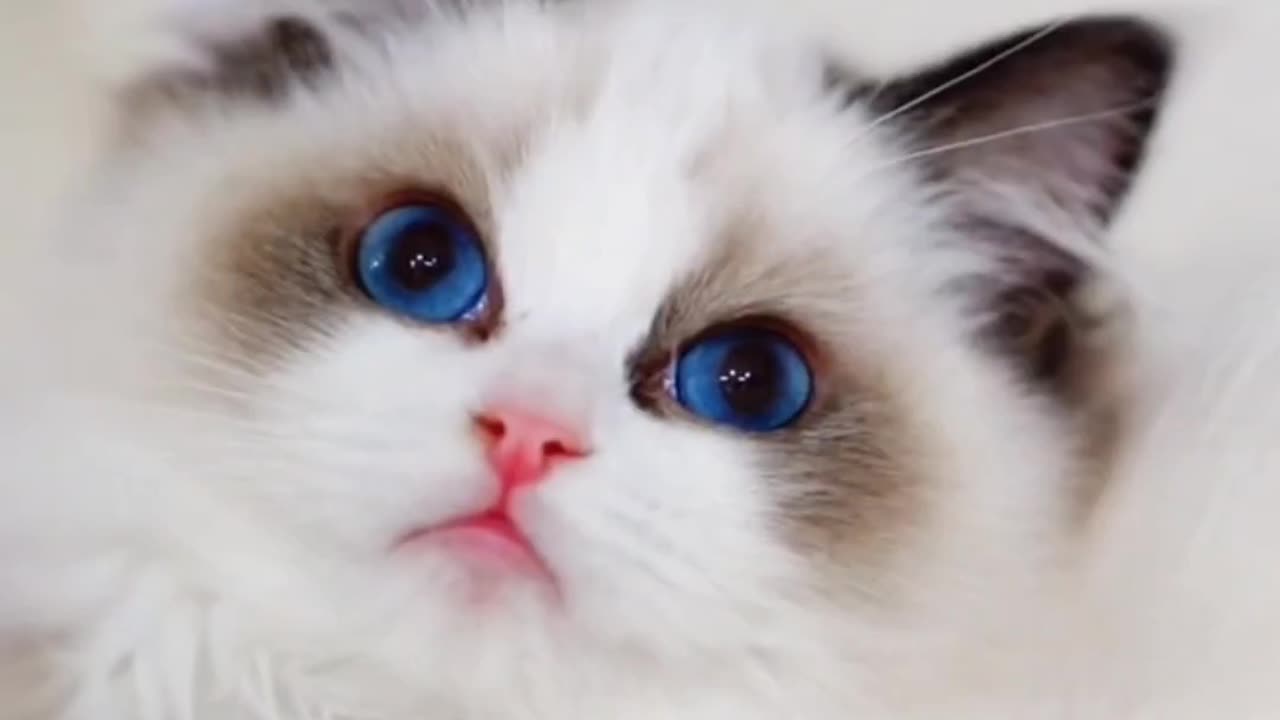 Fanny cat videos | kitty cat video | Cute cat videos | Pet Animal video |