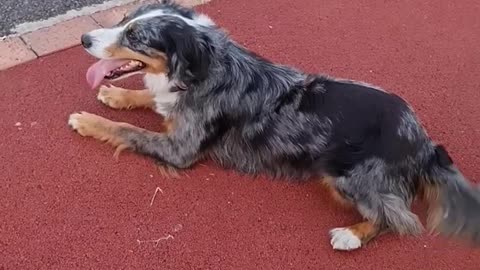 Silly Dog Forgets She's On Steps