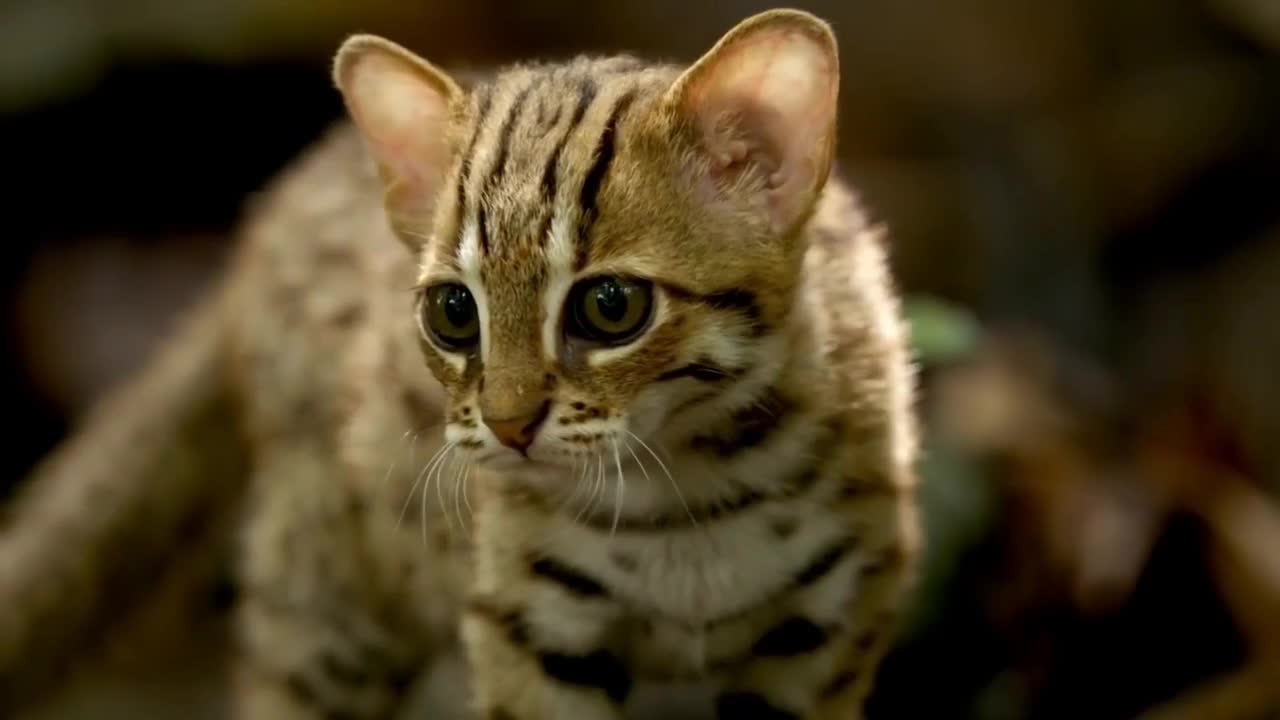 The my cat beautiful and animals lover cute animals 😍