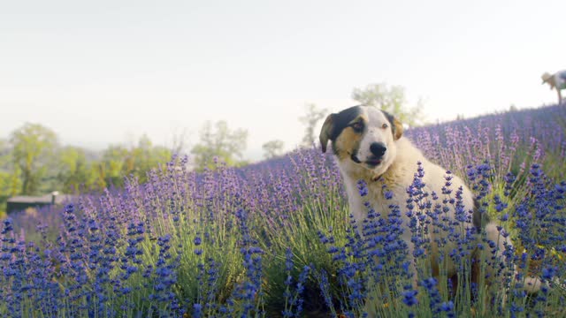 little dog enjoying nature