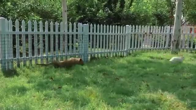 A leisurely day for a group of Tigers