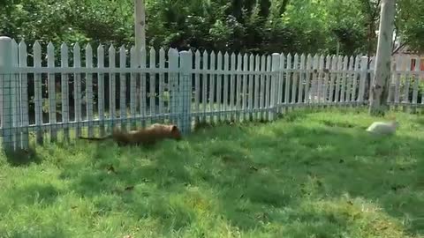 A leisurely day for a group of Tigers