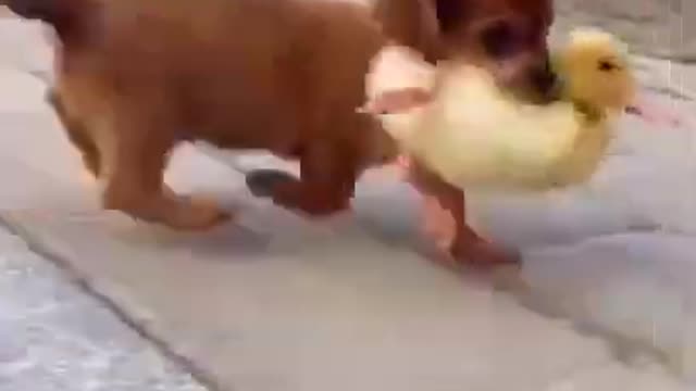 Celo Pets - Animais Engraçados