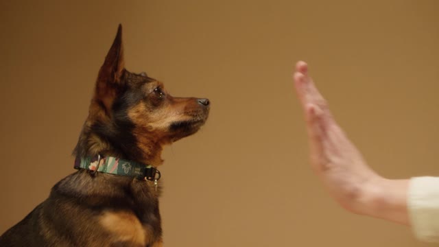 Close up view of a dog and a person hands doing high five